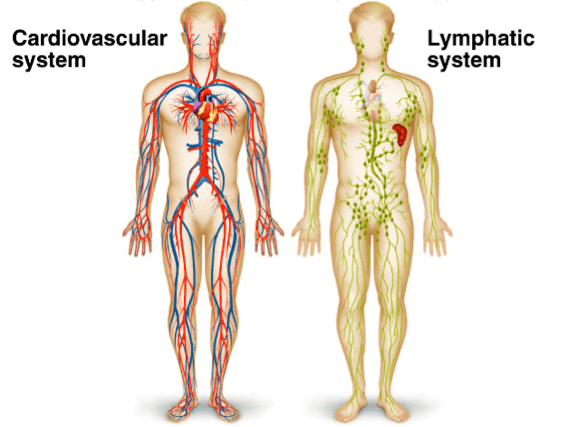 Лімфатична і кровоносна система